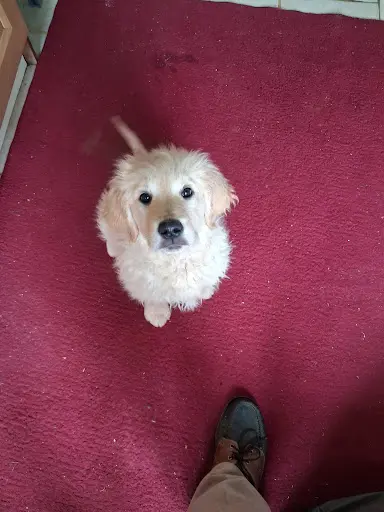 Elevage des Plumes d'Orphée - Golden Retriever et Cocker Anglais
