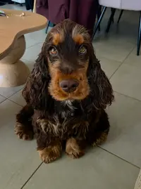 Pension Canine des Plumes d'Orphée