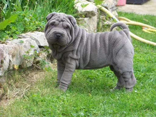 Shar-peï de la Petite Cantate