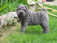 Shar-peï de la Petite Cantate