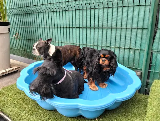 Detente Dog 87