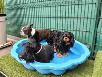 Detente Dog 87