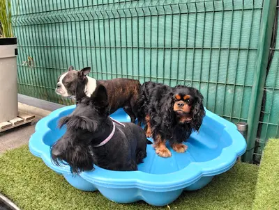 Detente Dog 87