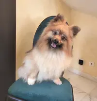 Estheti K Dog 87