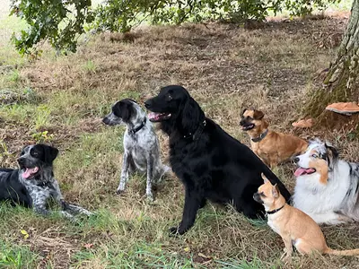 Gigi et les Good Dogs