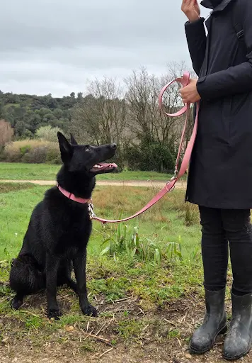 Du Loup au Chien
