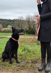 Du Loup au Chien
