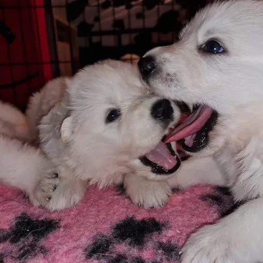 Elevage de Berger Blanc Suisse The Paradise Of The White Wolves