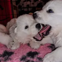 Elevage de Berger Blanc Suisse The Paradise Of The White Wolves