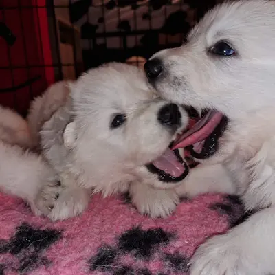 Elevage de Berger Blanc Suisse The Paradise Of The White Wolves
