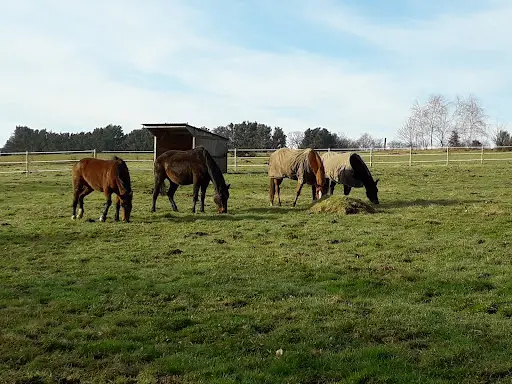 Ecurie Equi Ecoute