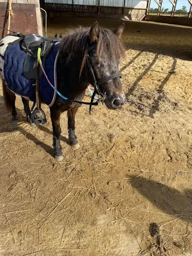 Poney Club du Flamand