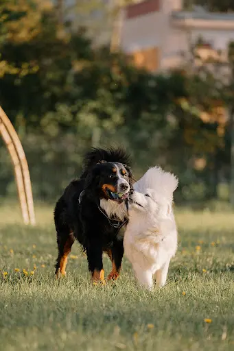 Monaccessoirechien