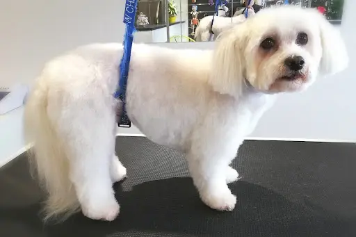 Salon de Toilettage Bio Ty Dog