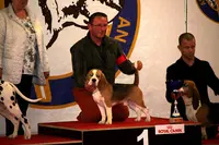 Les Chasseurs du Temps - Sélection Sante -caractere - Beaute - Beagles et Teckels Poils Durs