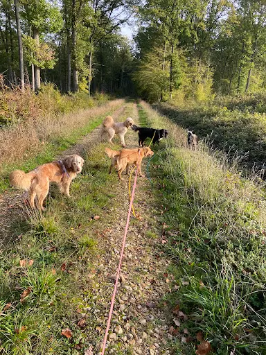 Pixzy And Co - Pension Canine À la Campagne