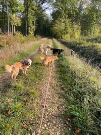 Pixzy And Co - Pension Canine À la Campagne