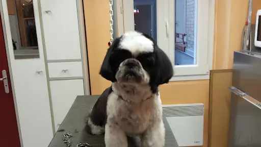 Au Caprice du Chien