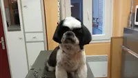 Au Caprice du Chien