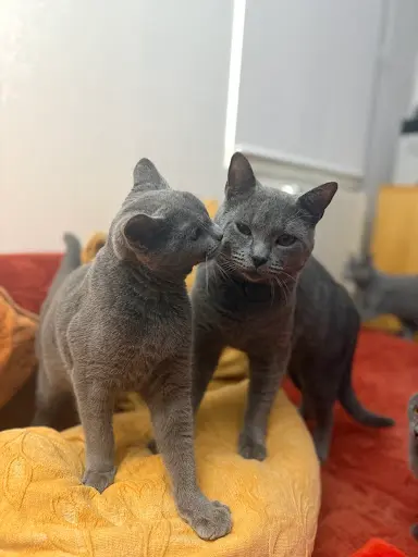 Chartreux de Montempoivre