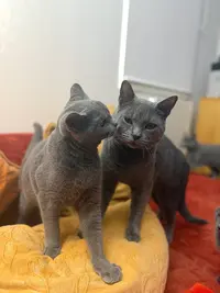 Chartreux de Montempoivre