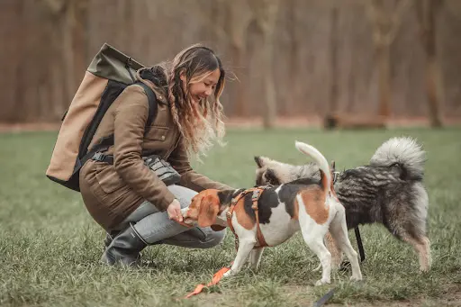 Jolie Meute - Éducation Canine