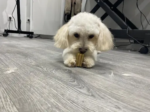 Mascottes Beauté