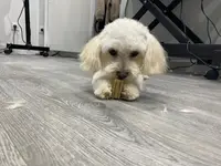 Mascottes Beauté