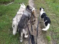 Prom Educ Dog - Promenades Chiens et Éducation