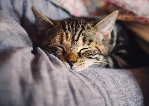 Le Royaume des Chats