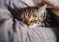 Le Royaume des Chats
