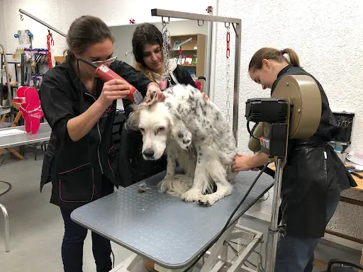 Les Ateliers d'Audreco, Toiletteur Canin, Éducateur Canin