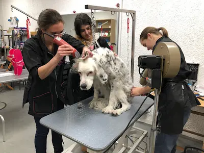 Les Ateliers d'Audreco, Toiletteur Canin, Éducateur Canin