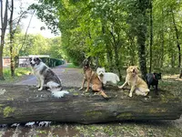 Paw Spirit Educateur Canin
