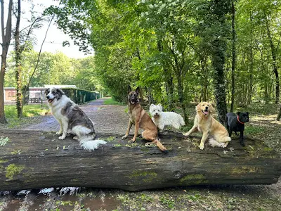 Paw Spirit Educateur Canin