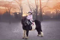 Promenade en Poney Anim Poney Star