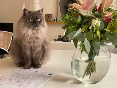 Motelamatou | Pension Pour Chats À Paris 15e