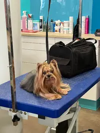 Privilèges Canin