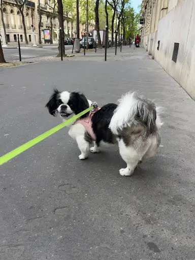 La Tour Câline