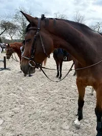 Le Manege Dauphine