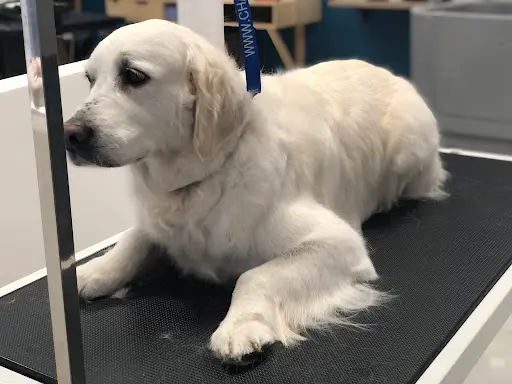 Salon de Toilettage - au Luxe Canin