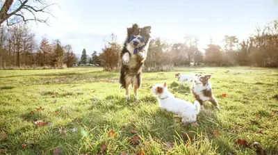 Académie des Chiens de Paris