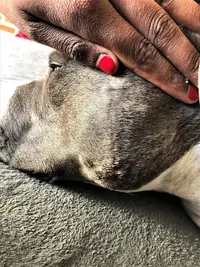 Éducateur Canin Comportementaliste