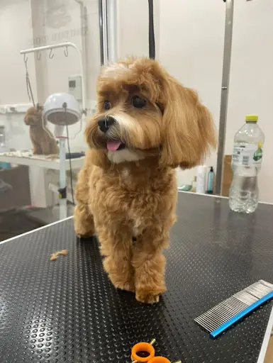 Little Toutou Chic Paris 17 / Dog Spa
