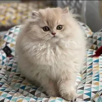 Chatterie du Monde d'Assia