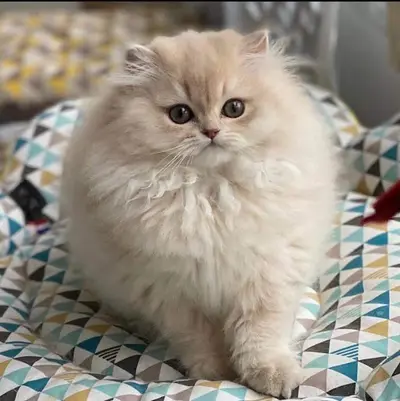 Chatterie du Monde d'Assia