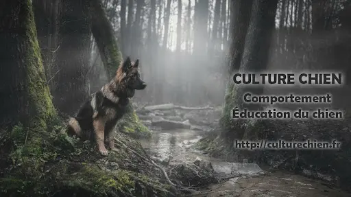 Culture Chien