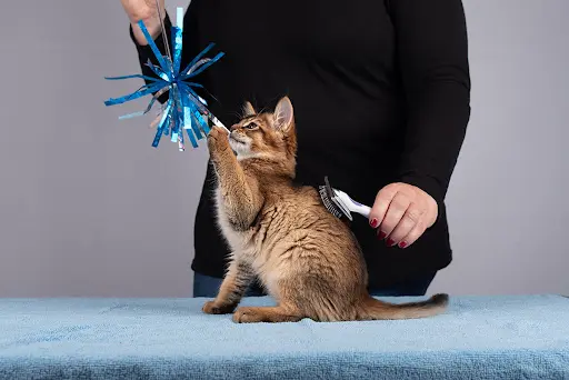 Groomy Cat - Toilettage Chats À Domicile Paris Île de France