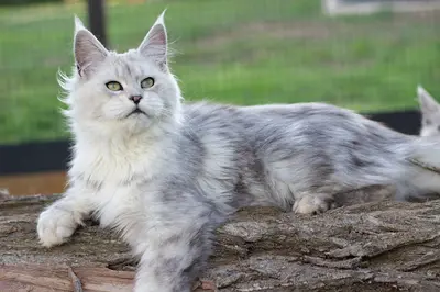 Elevage Maine Coon & Highland Lynx - The Wild Rendez-vous