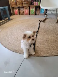Gino S Toilettage